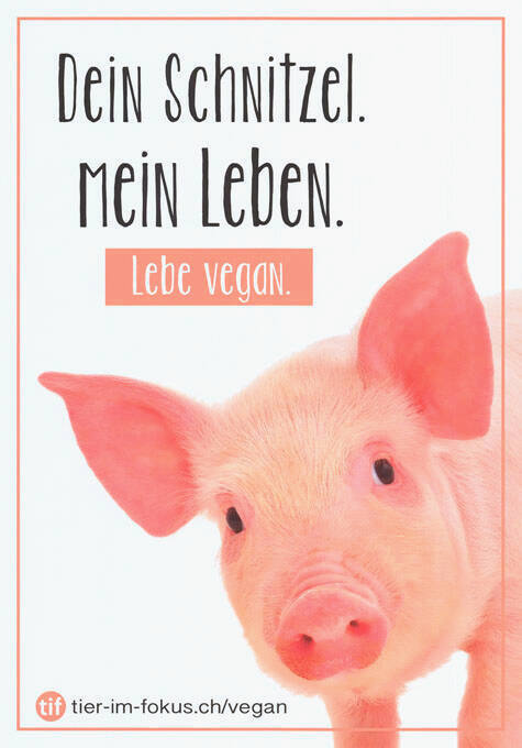 Tier im Fokus, Bern