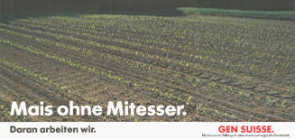 Mais ohne Mitesser. Daran arbeiten wir. Gen Suisse